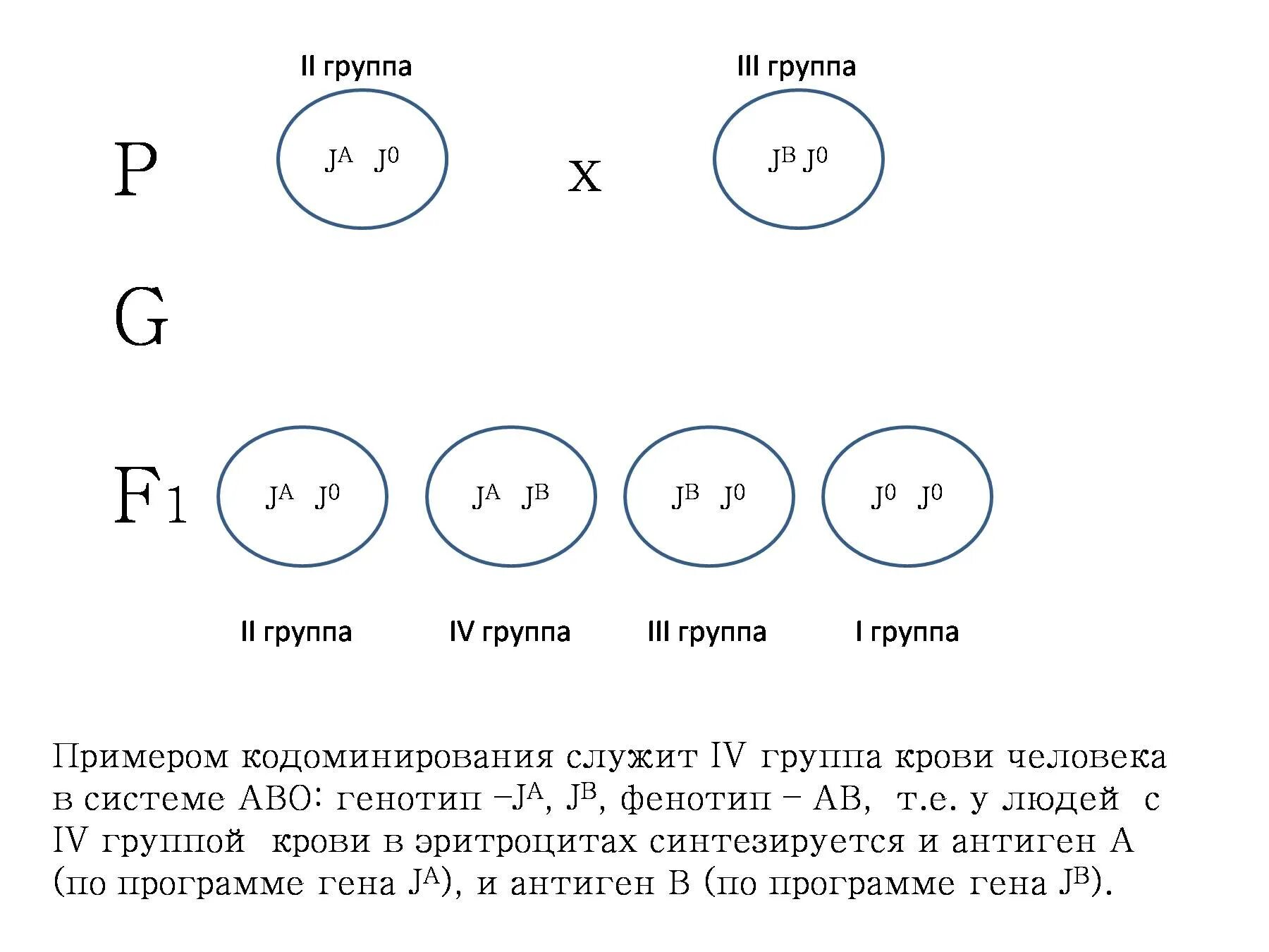 Множественный аллелизм и кодоминирование. Примеры кодоминирования. Гены группы крови. Примеры кодоминирования у человека. Взаимодействие генов групп крови