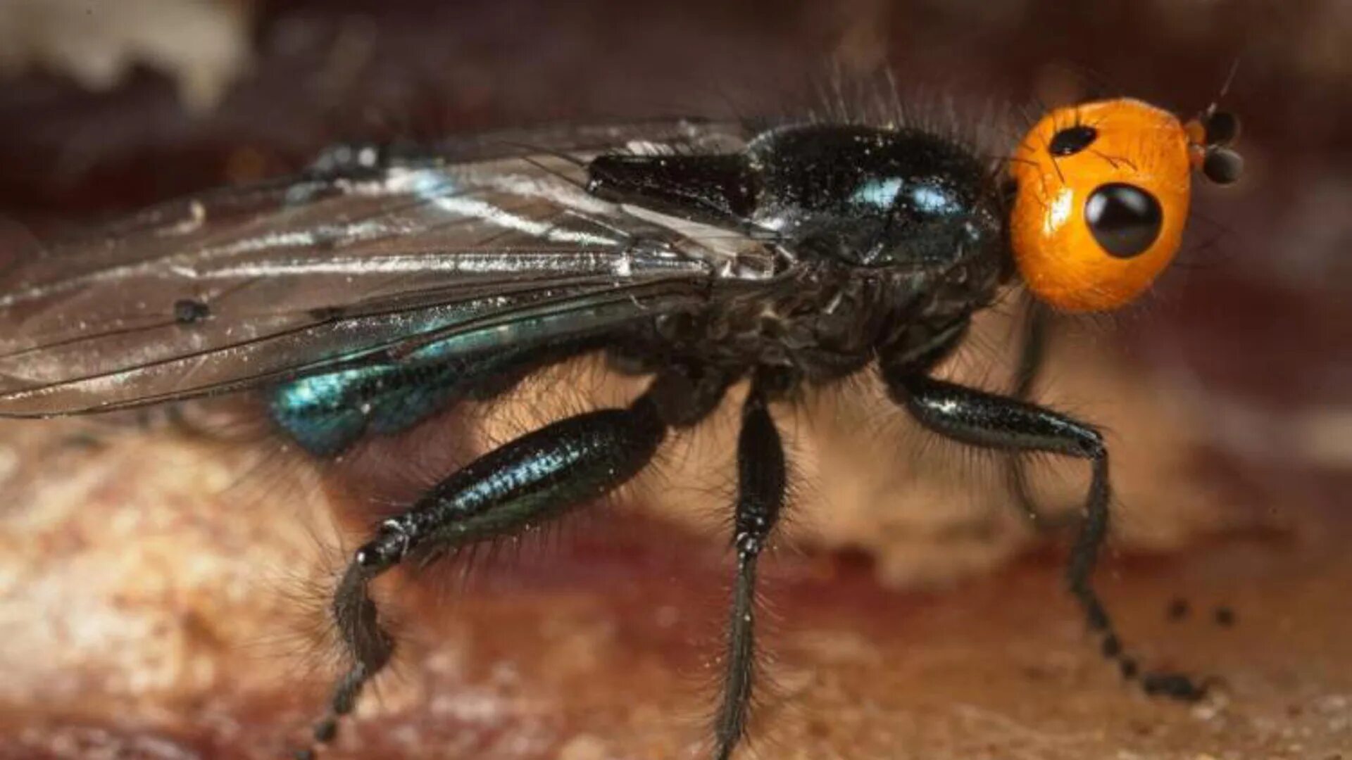 Муха (насекомое). Ядовитые мухи. Муха с оранжевыми глазами. Мухи Юга России. Ядовитая муха