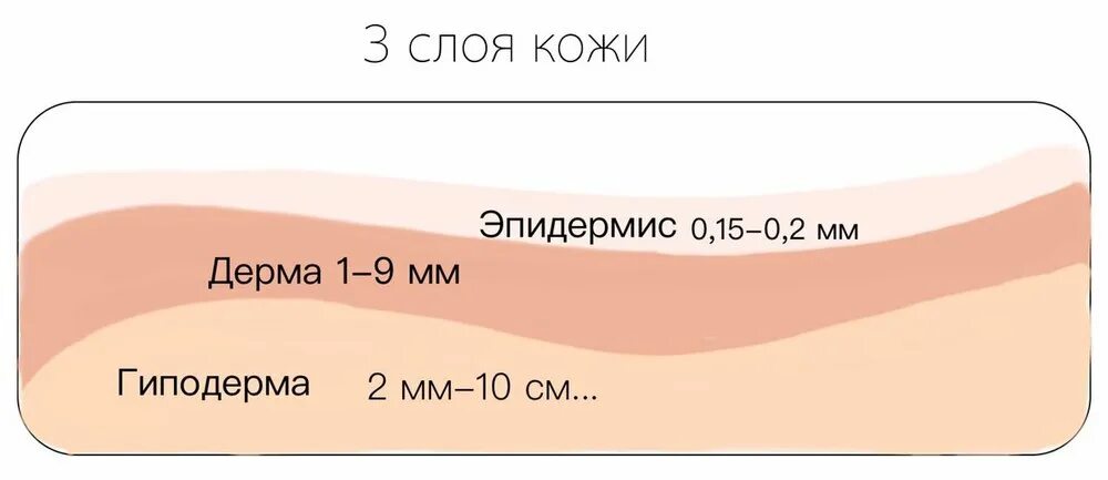 Ширина кожи. Толщина кожи человека. Толщина слоев кожи. Толщина слоев кожи человека. Толщина кожи человека в мм.