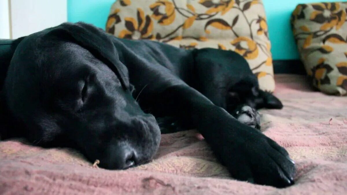 Черная собака во сне женщине к чему. Лабрадор черный щенок лает. Чёрный лабрадор лает. Спящий лабрадор черный.