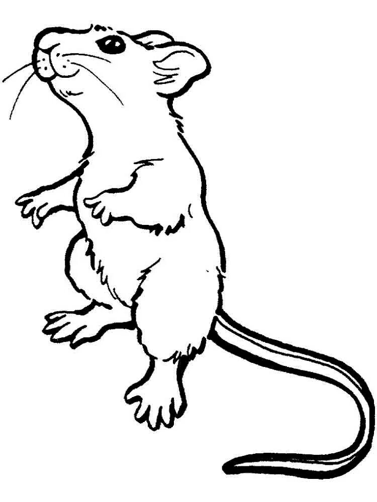 Раскраска мышка. Раскраска мышонок. Мышь раскраска для детей. Крыса раскраска. Раскраска мышь распечатать