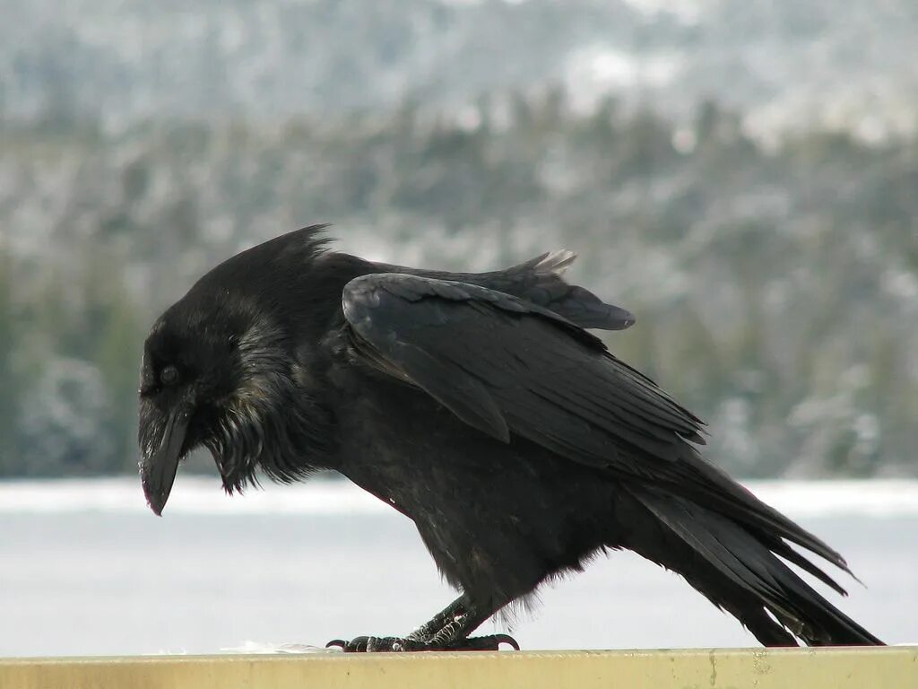 Raven Nevermore. Ворон principalis. Толстоклювый ворон Corvus crassirostris. Новоколедонский ворон.