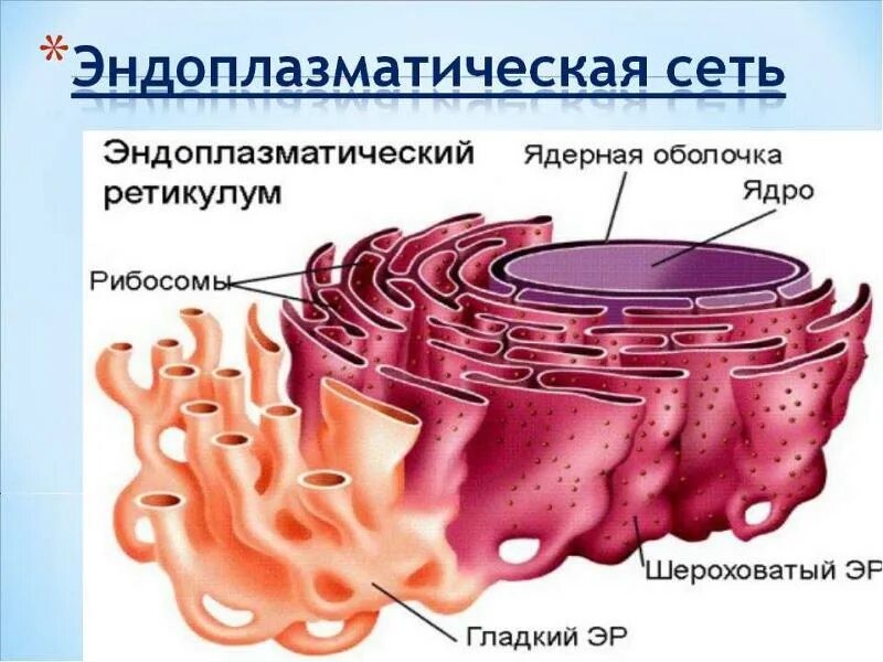 Что такое клетки плоского эпителия с ядерно-цитоплазматическими изменениями - фо