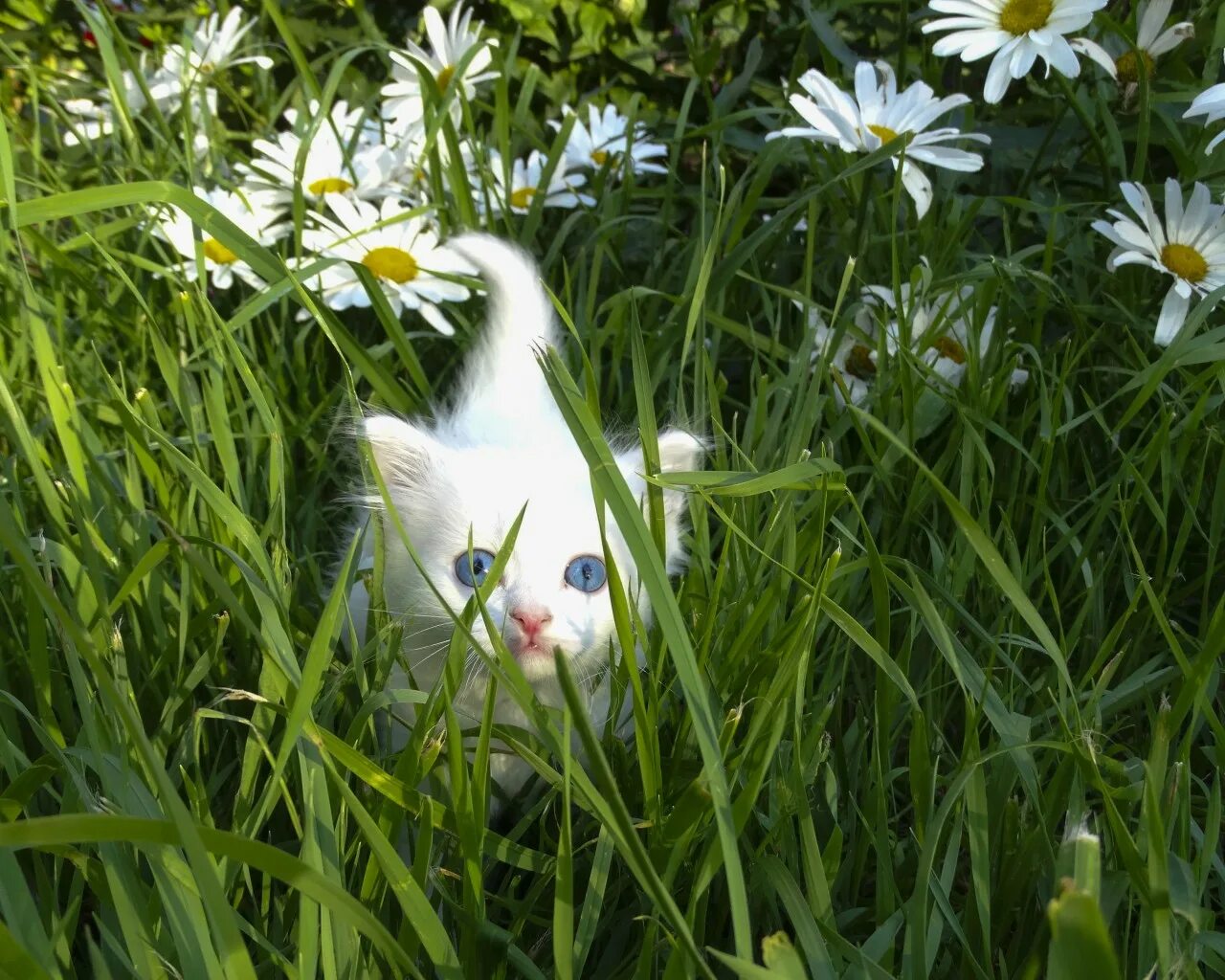 Ромашковая кошка. Котенок в ромашках. Белый кот в ромашках. Белая кошка на природе. Белый кот в траве.