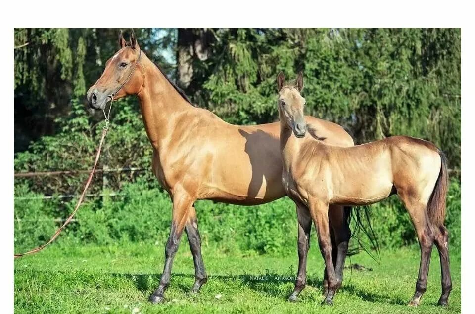 Ахалтекинская лошадь жеребёнок. Жеребчик ахалтекинской породы. Ахалтекинец Аладжа. Ахалтекинская порода лошадей.