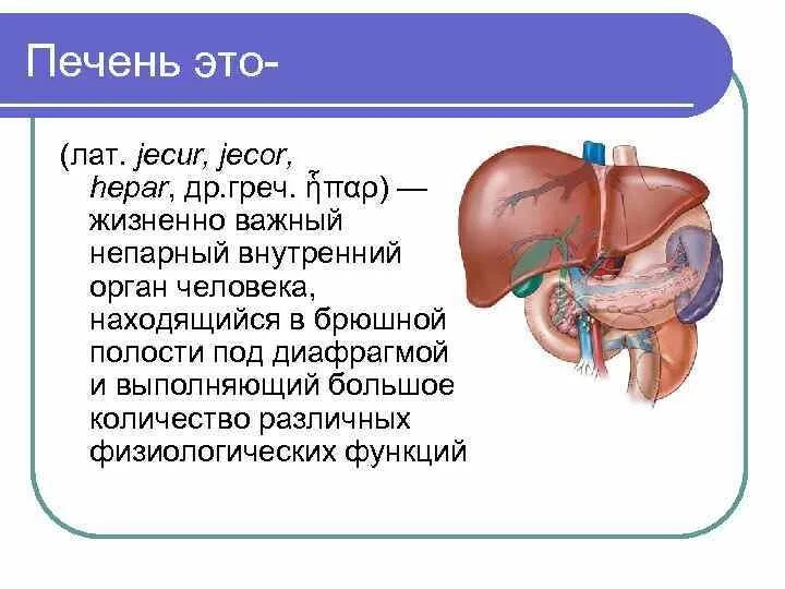 Патофизиология печени. Анатомия и физиология печени презентация.