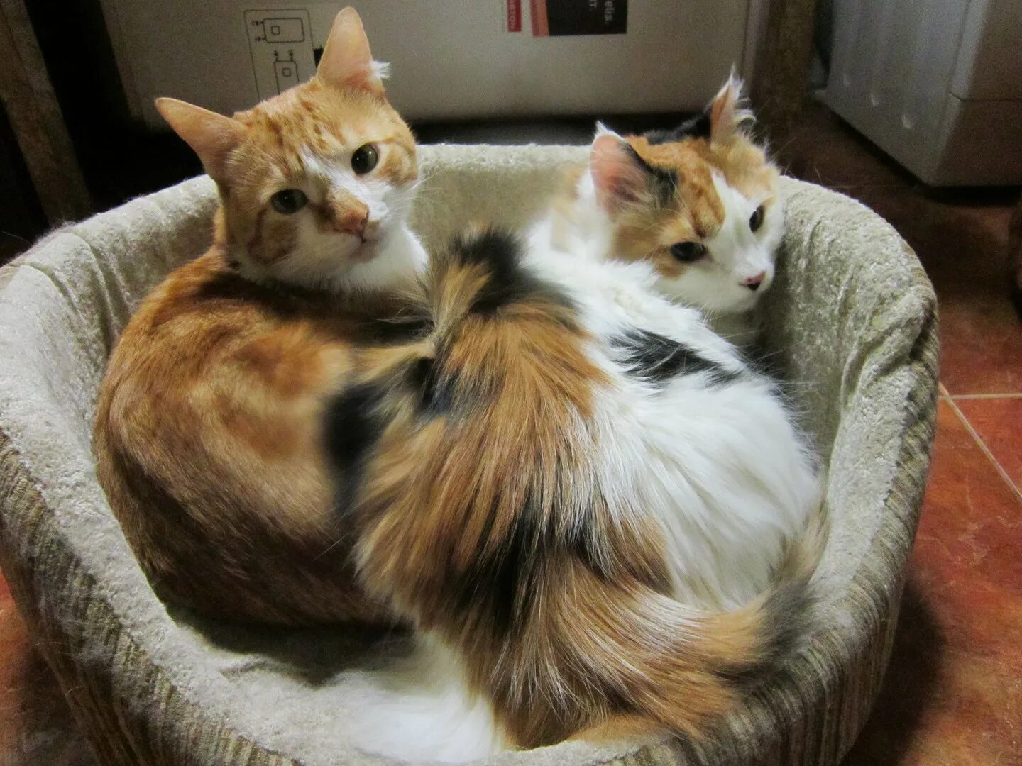 Два брата кота