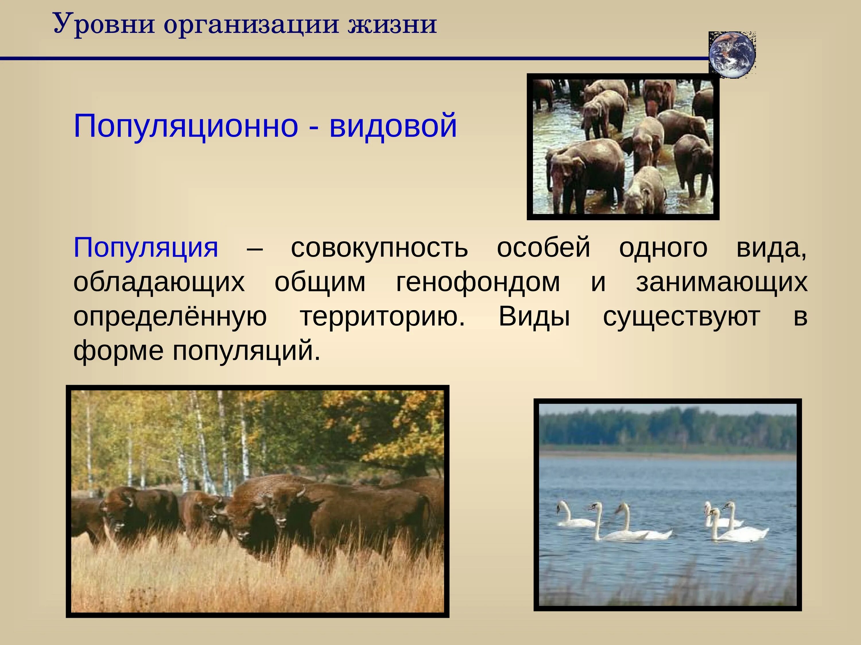 Уровень организации озера. Популяционно-видовой уровень организации. Популяционно-видовой уровень организации жизни. Популяционно-видовой уровень организации живой материи. Популяционно-видовой уровень организации живой природы.