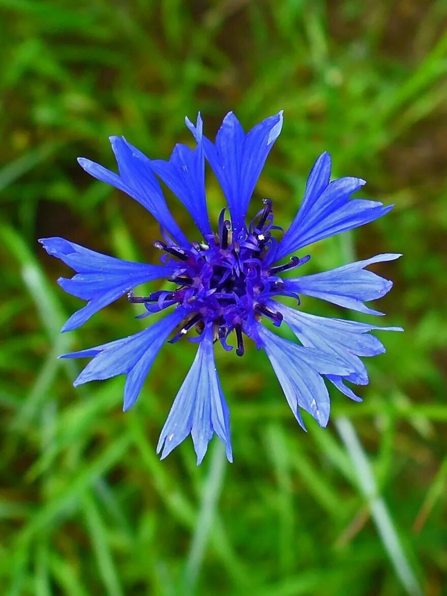 Василек синий Корнфловер. Василек голубой Centaurea cyanus. Василек синий (Centaurea cyanus). Центаурея Цианус.