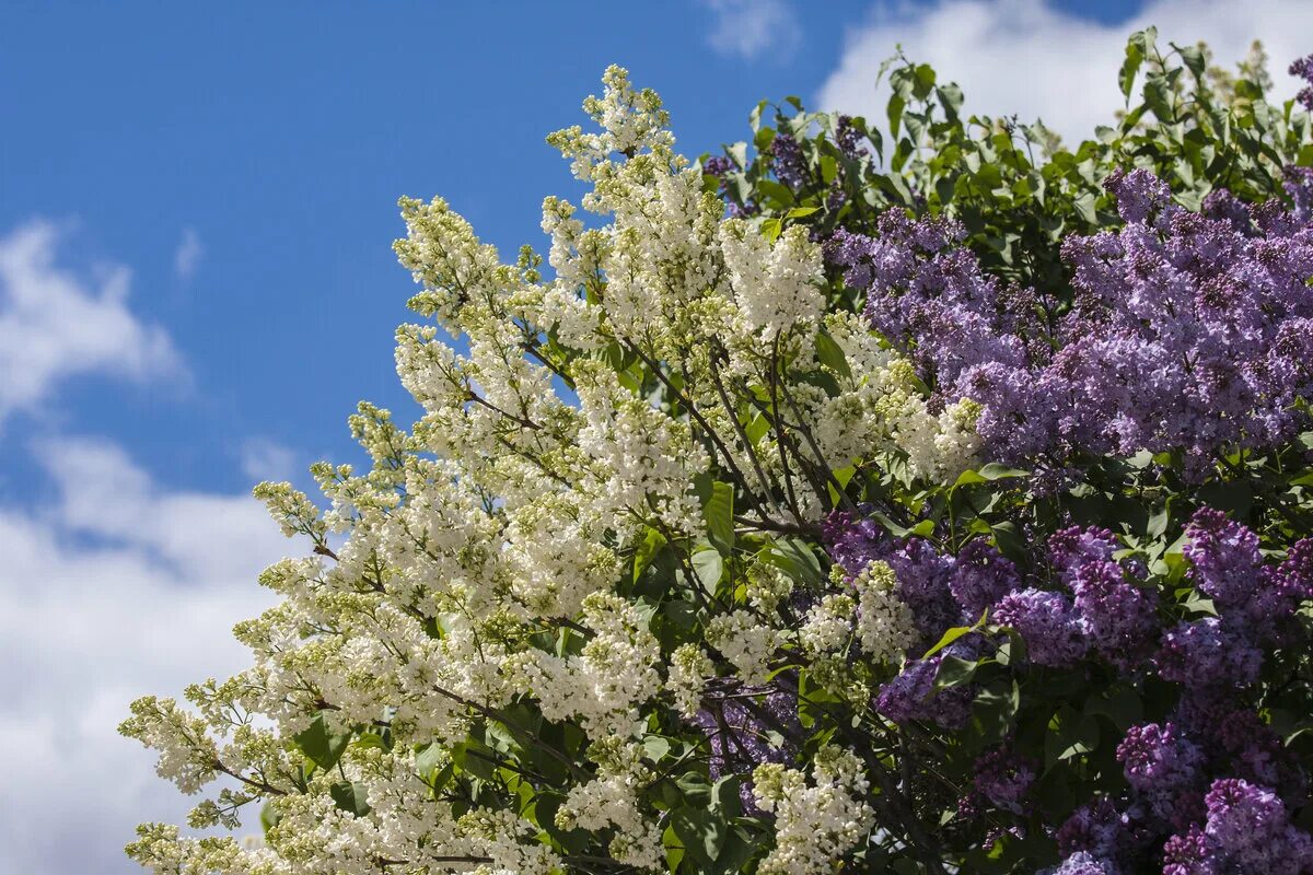 Сирень перистая. Сирень Звягинцева. Сирень Syringa. Сирень Цветущая в кусте. Весной расцветают сирени