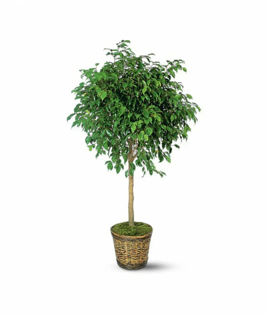 фикус бенджамина крупномер. почему домашнее дерево. фикус мелколистный бонсай. фикус бенджамина кустовой. многоствольный фикус бенджамина.