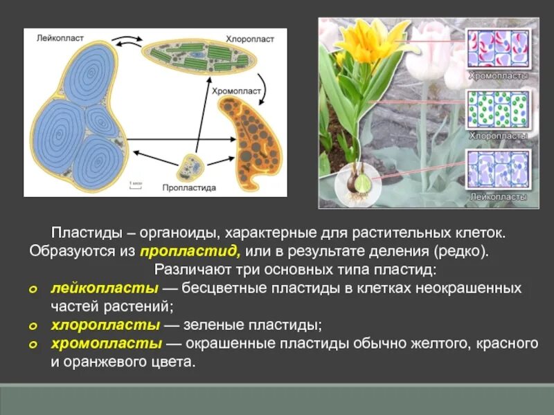 Клетки содержат пластиды растения или бактерии. Пластиды органоиды растительных клеток. Лейкопласт строение органоида. Лейкопласты функции органоида. Лейкопласты строение.