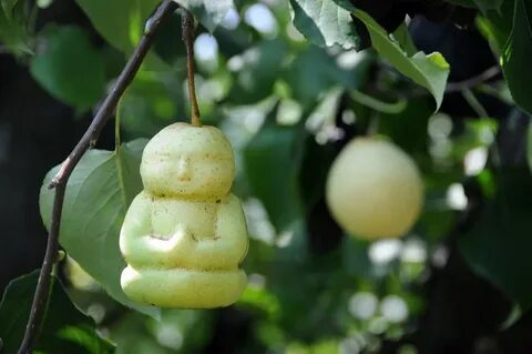 Mysterious fruit