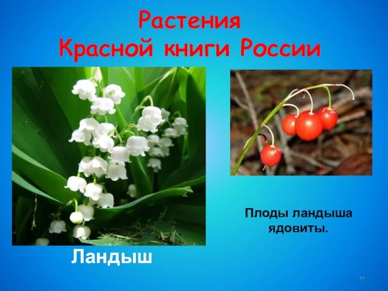 Почему ландыши занесены в красную. Почему ландыши занесены в красную. Почему ландыши занесены в красную. Почему ландыши занесены в красную. Почему ландыши занесены в красную.