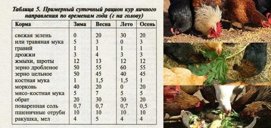 Рацион для кур. Рацион кормления кур несушек в домашних условиях таблица. нормы кормления кур несушек. корм для курочек несушек норма. норма кормления кур несушек в день.