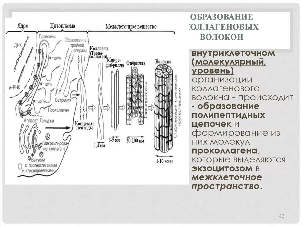 Коллагеновые волокна и эластические волокна. Синтез коллагена биохимия схема. Образование коллагеновых волокон. Синтез коллагена схема. Схема внутриклеточного синтеза коллагена.