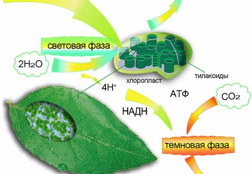 Орган клетки в котором происходит фотосинтез. Схема фотосинтеза у растений. Схема фотосинтеза в хлоропласте. Схема процесса фотосинтеза. Как происходит фотосинтез схема.