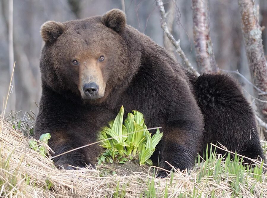 Медведь весной картинки. Бурый медведь весной. Медведь ранней весной. Медвежонок весной.