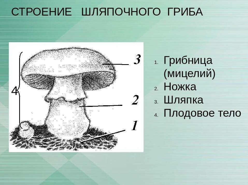 Главная часть любого гриба. Схема плодовое тело шляпочного гриба. Строение плодового тела шляпочного гриба. Рассмотрите рисунок строение шляпочного гриба. Строение шляпочного гриба рисунок.