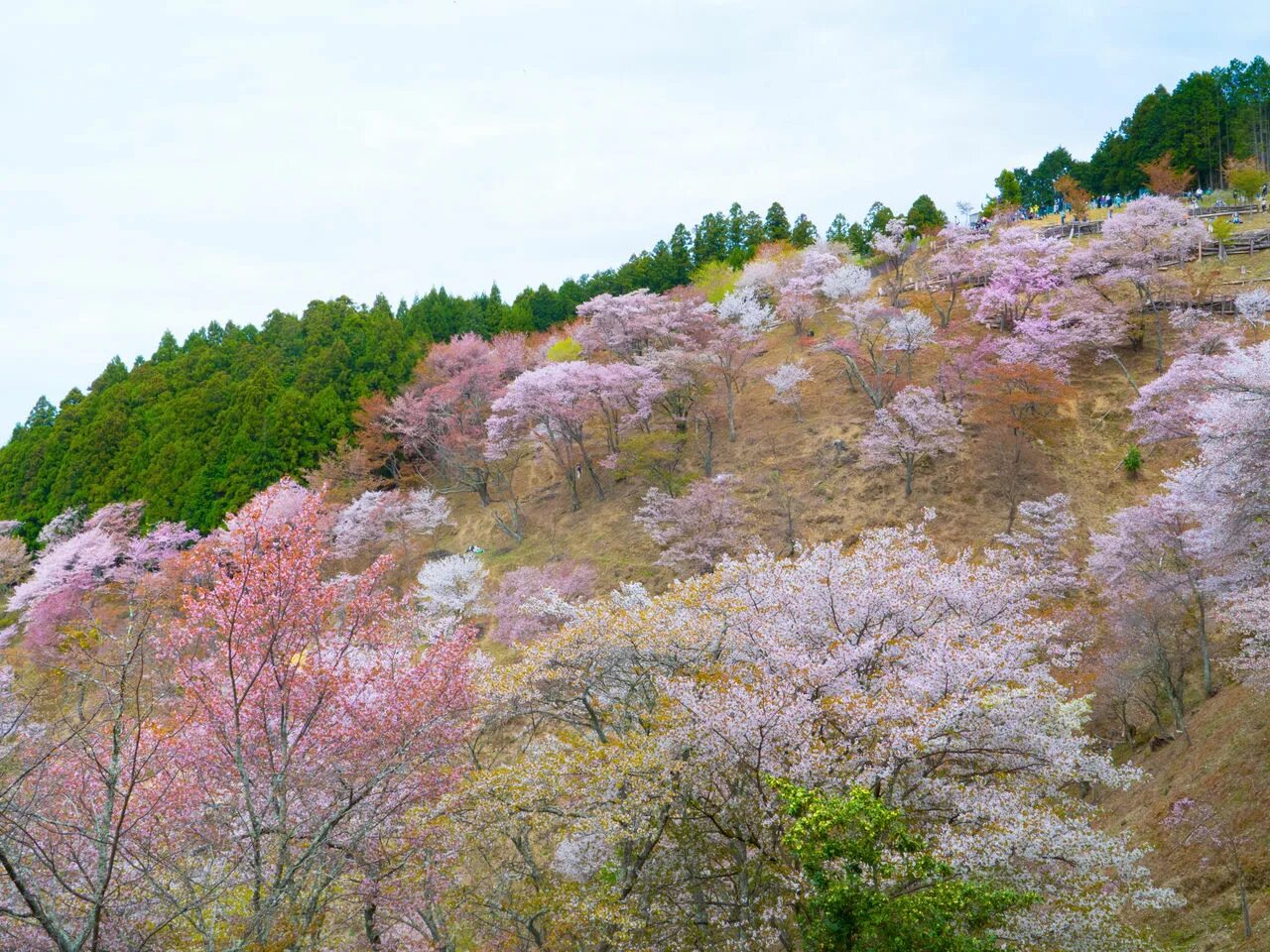 Сакура в подмосковье. Гора Есино Япония сад Сакуры. Гора Йосино (Япония). Япония парк Есино Кумано. Японский сад в Ботаническом саду Сакура.