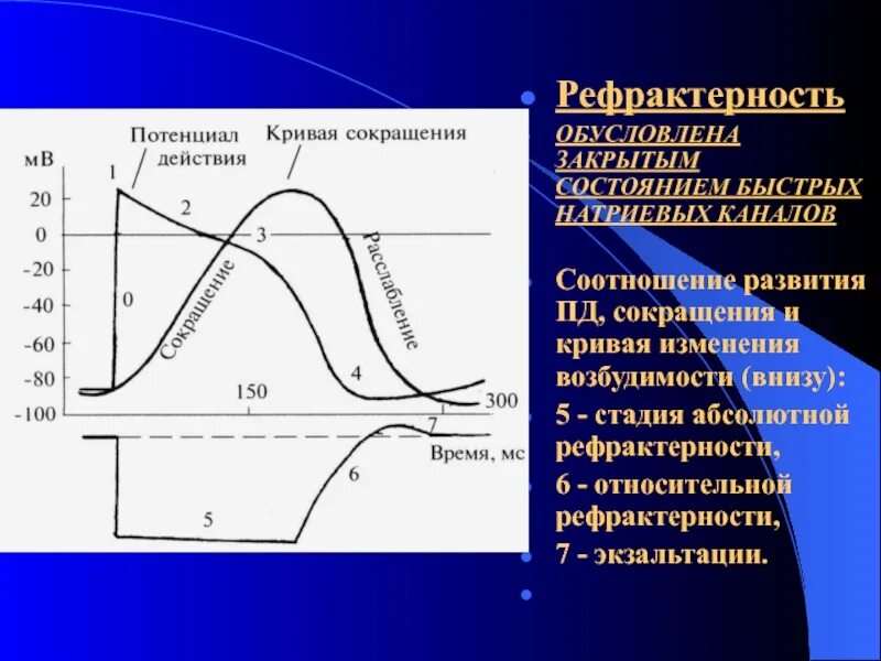 В состоянии абсолютной рефрактерности возбудимость клетки. Рефрактерный период сердца. Рефрактерный период. Фаза относительной рефрактерности. Фаза абсолютной рефрактерности.