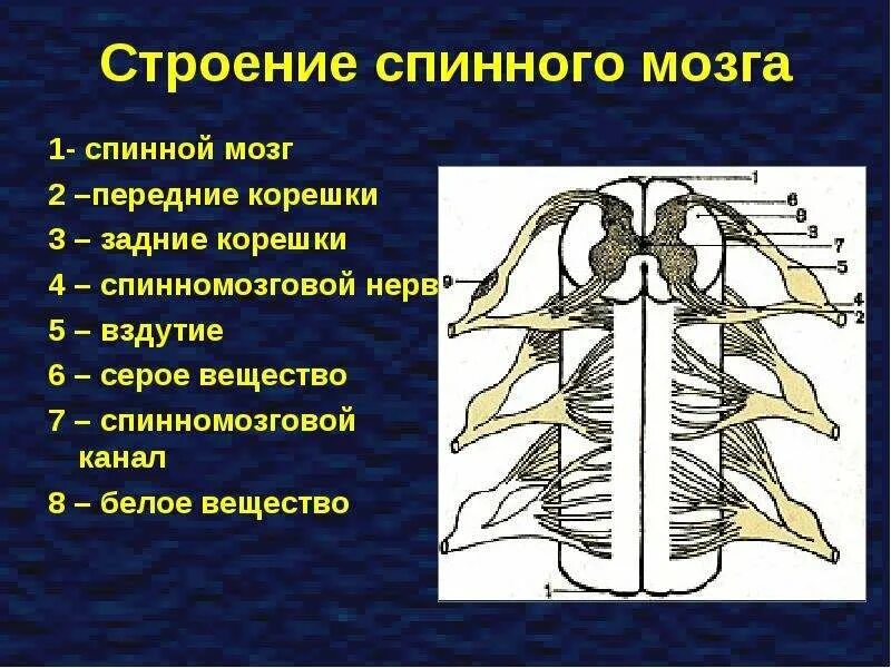 Спинномозговых нервов у человека