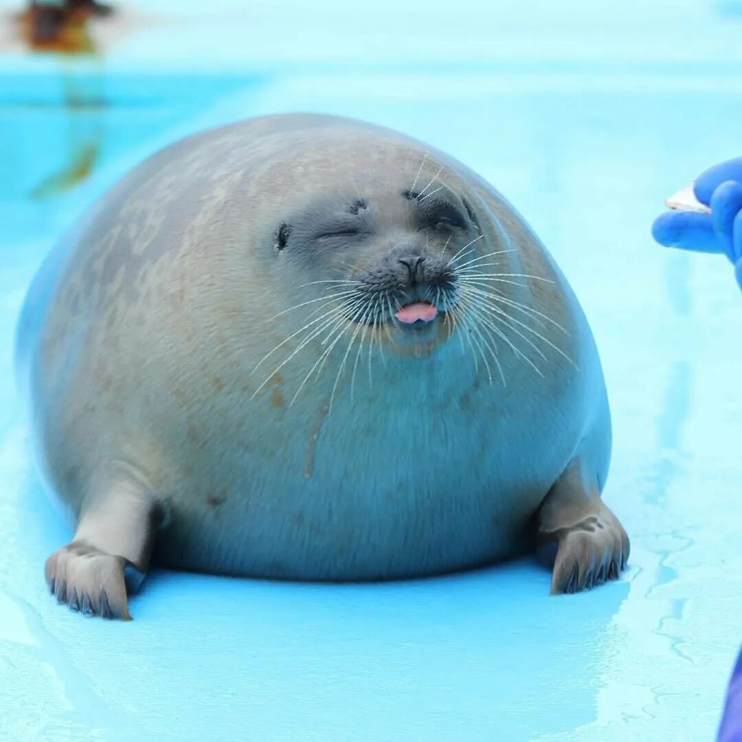 включи морской котик. байкальская нерпа белек. включи морской котик. ластоногие морской котик. морской котик тюлень нерпа.