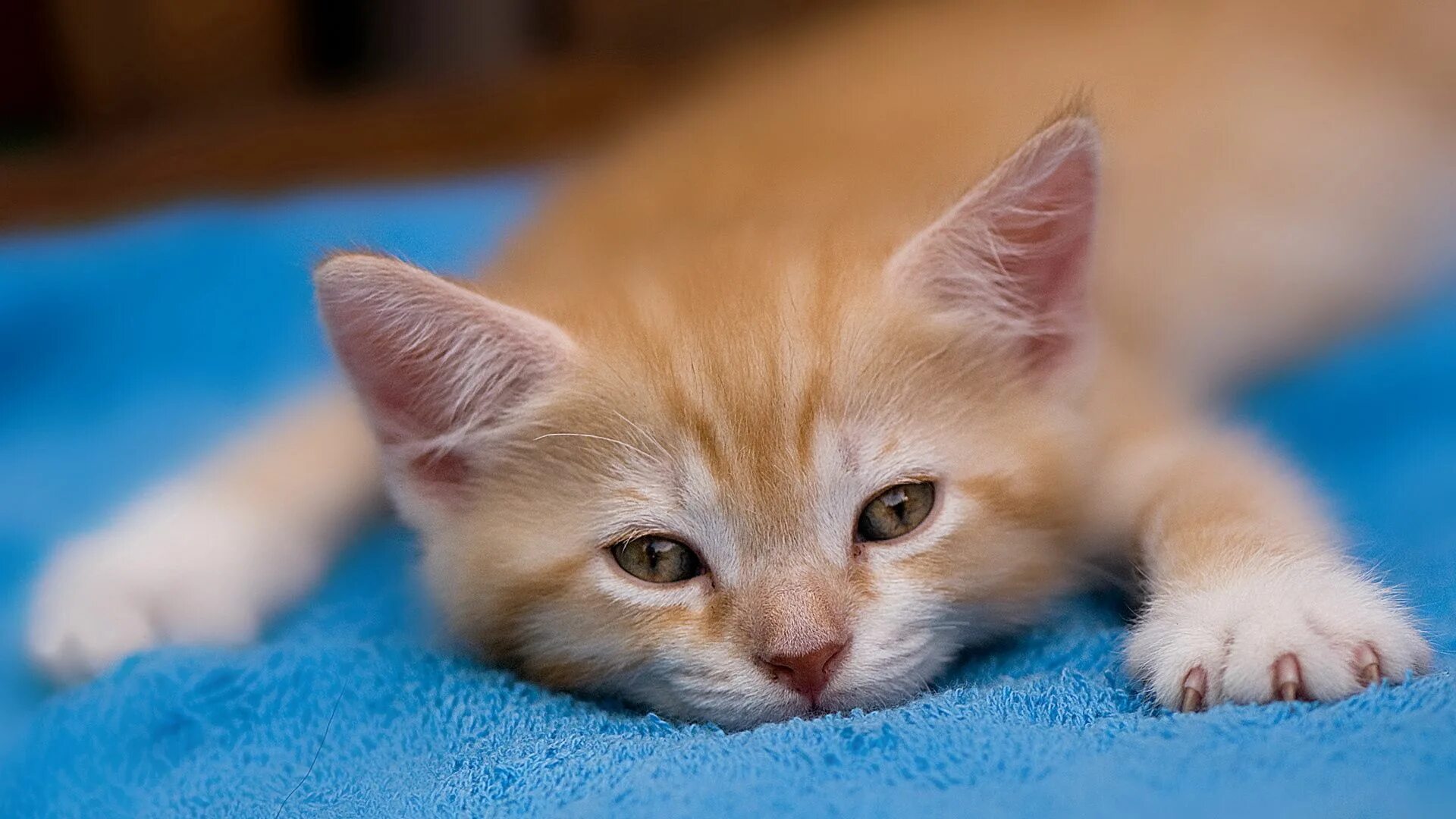 Рыжий котёнок. Милые котики. Картинки на рабочий стол котята. Красивые котята. Стол кошечка