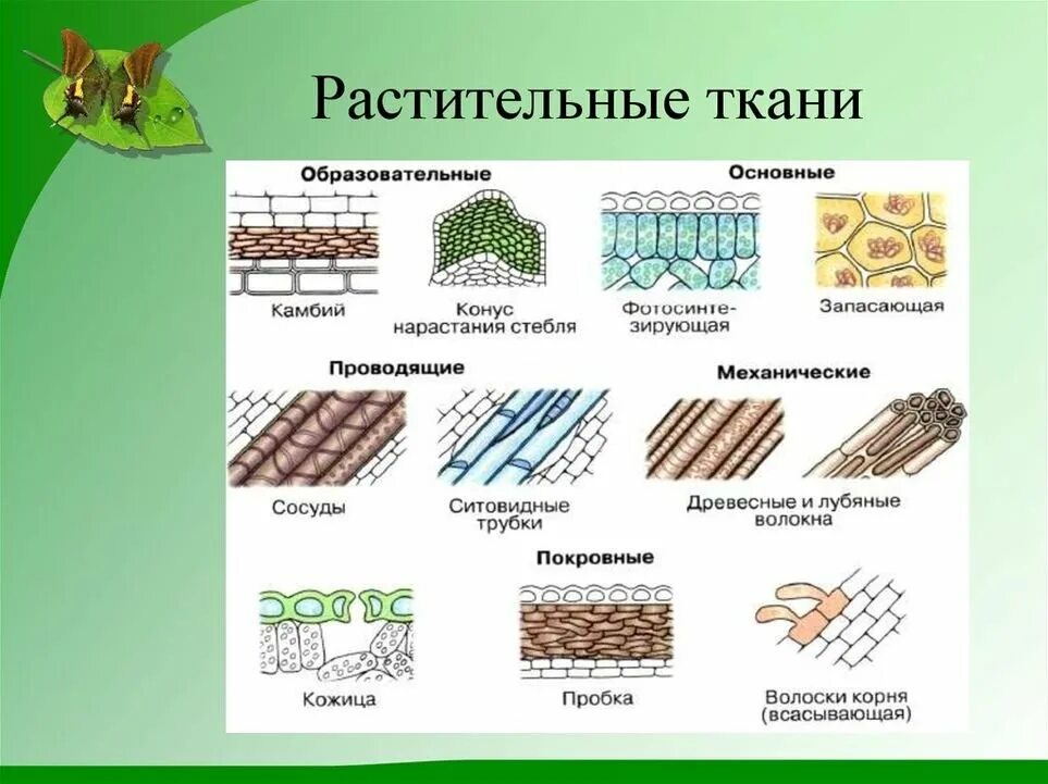 Какая ткань на рисунке. Строение клетки и ткани растений. Типы тканей биология 6 класс. Схема строения тканей растений. Строение растительной ткани.