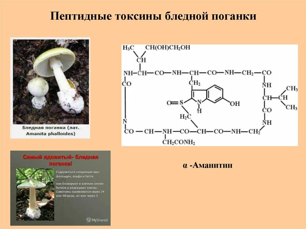 Основные токсины бледной поганки. Пептидные токсины. Химическая формула яда бледной поганки. Ядовитые вещества в бледной поганке. Токсичный белок