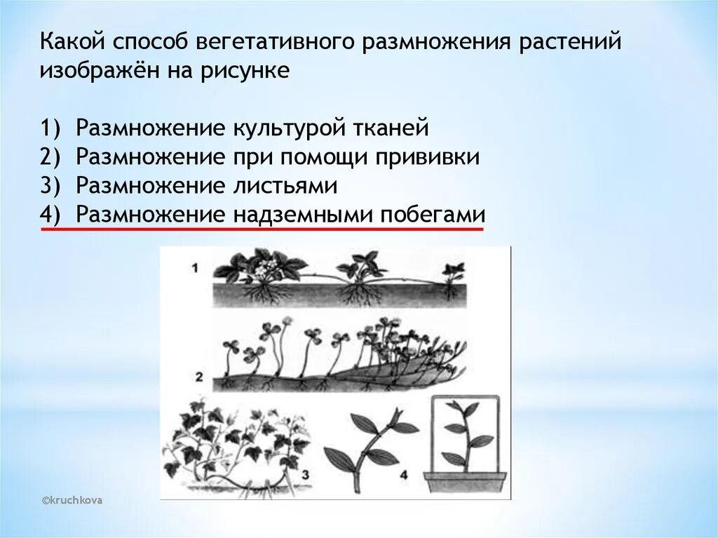 Способы вегетативного размножения. Способы вегетативного размножения рисунок. Вегетативное размножение растений зарисовка. Способы вегетативного размножения надземными побегами. Как называется способ вегетативного размножения