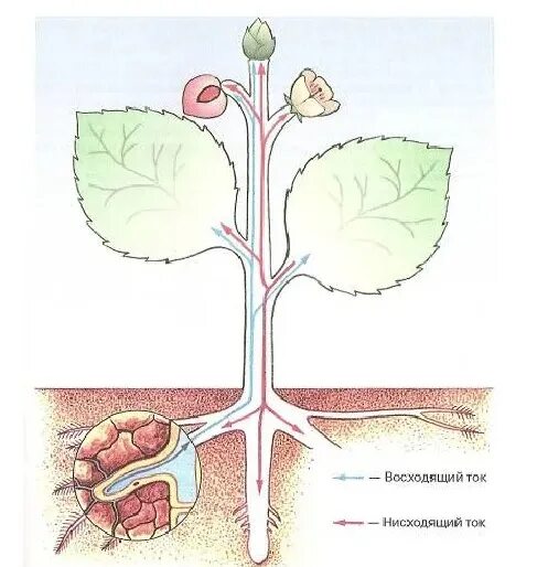 Восходящий и нисходящий ток. Зарисуйте схему движения веществ по растению. Восходящий ток и нисходящий ток у растений. Транспорт веществ у растений восходящий нисходящий ток. Передвижение питательных веществ по растению.