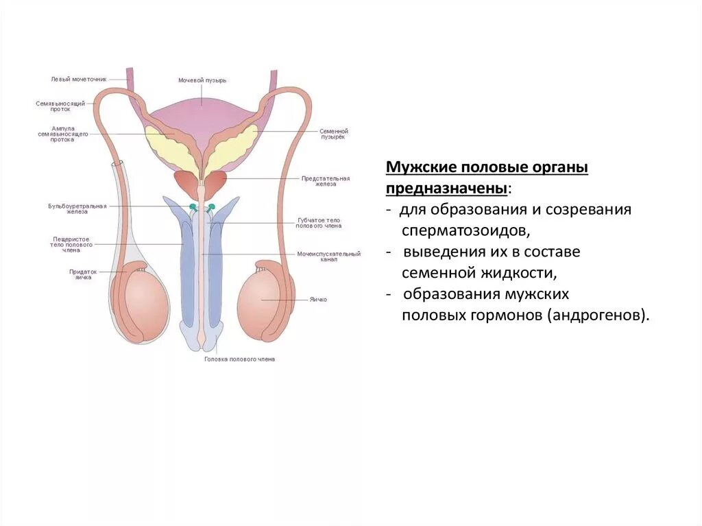 Что такое мужской пол. Анатомия образование сперматозоидов мужские половые органы. Строение мужской половой системы анатомия. Мужская половая/система анатомия строение. Строение половых органов мужчины.