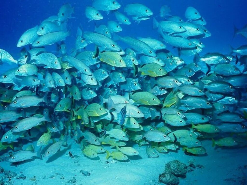 Рыбы обитающие в тихом океане
