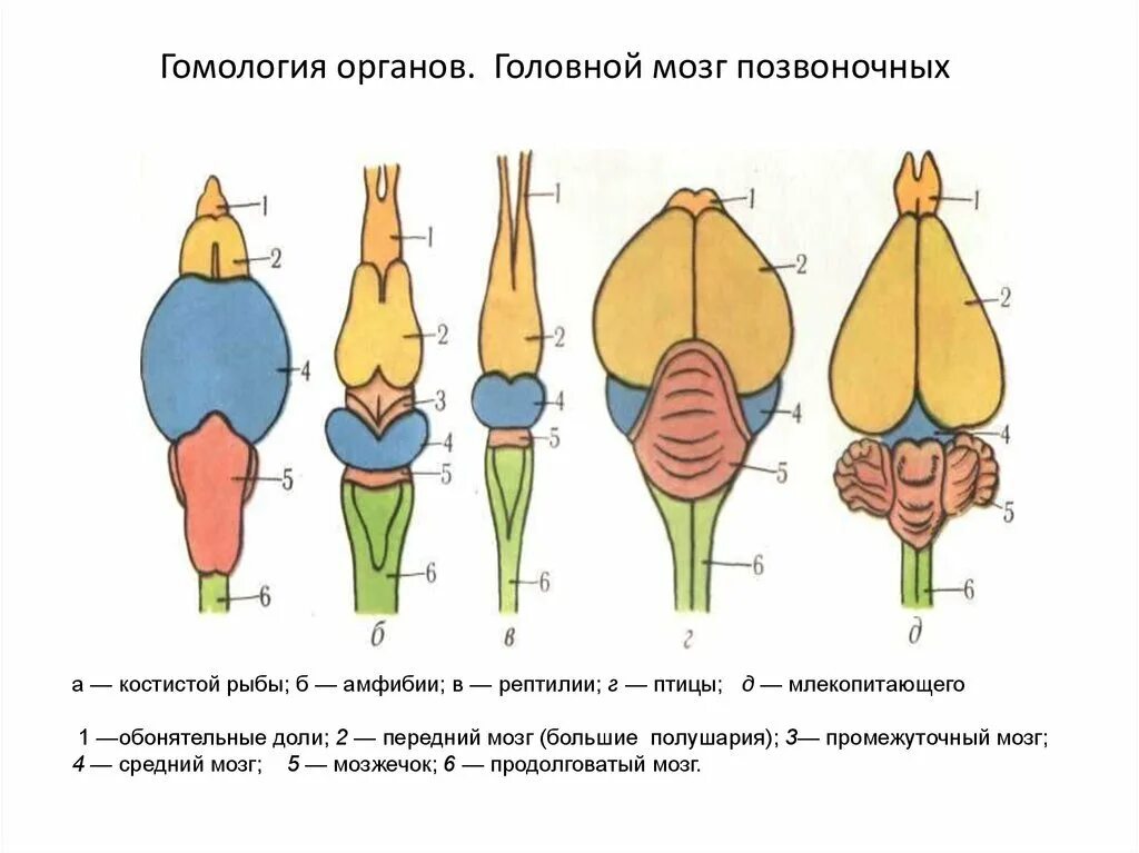 Эволюция мозга у позвоночных животных. Эволюция головного мозга позвоночных схема. Строени егловного мозга хордовых. Сравнение отделов головного мозга позвоночных. Строение головного мозга млекопитающих.