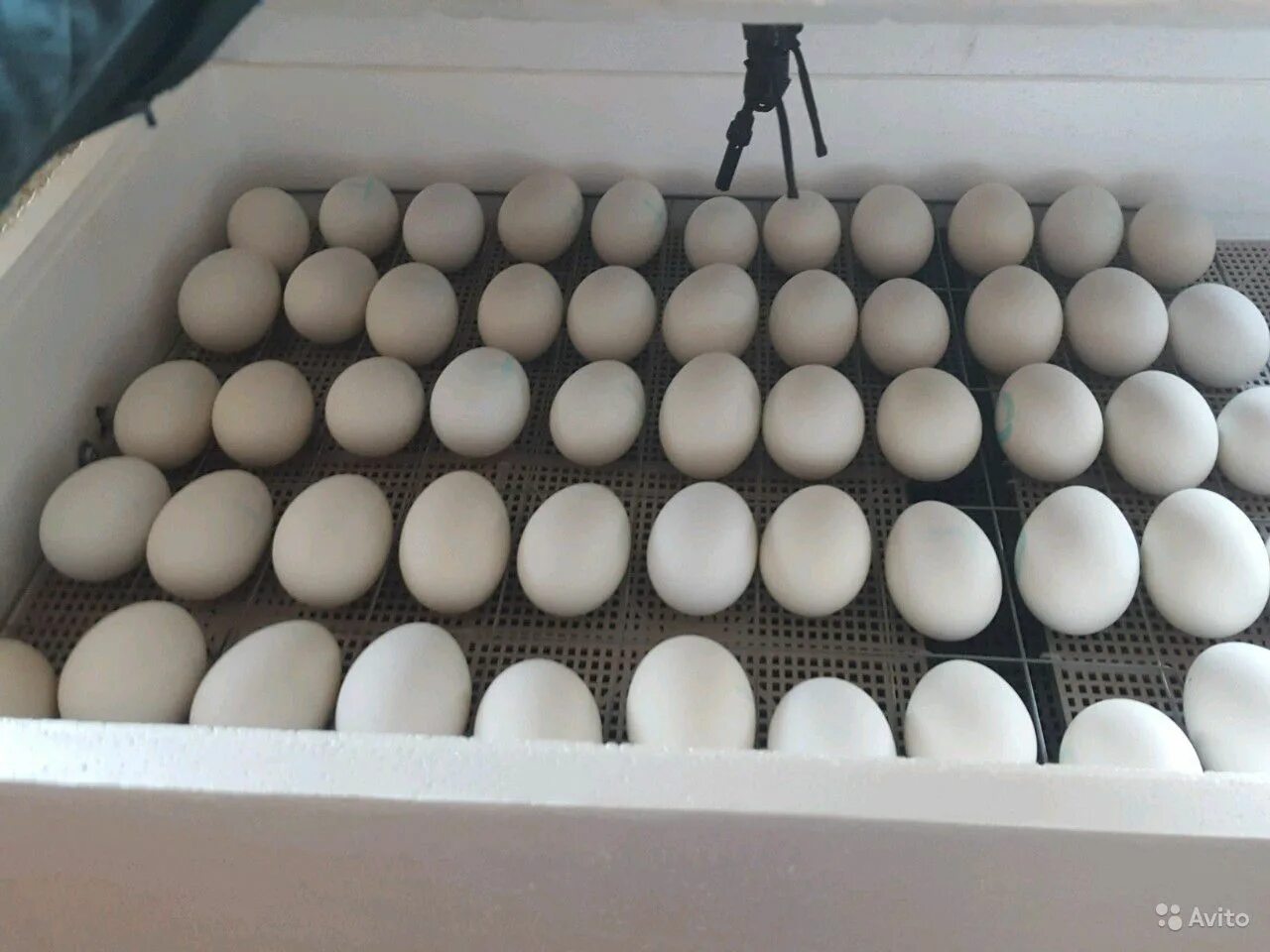 Купить яйцо ростовская область. Яйцо гусиное инкубационное. Инкубационное яйцо гусей. Инкубационное гусиное яйцо инкубация гусиных яиц. Инкубация гусиные гусиные яйца.