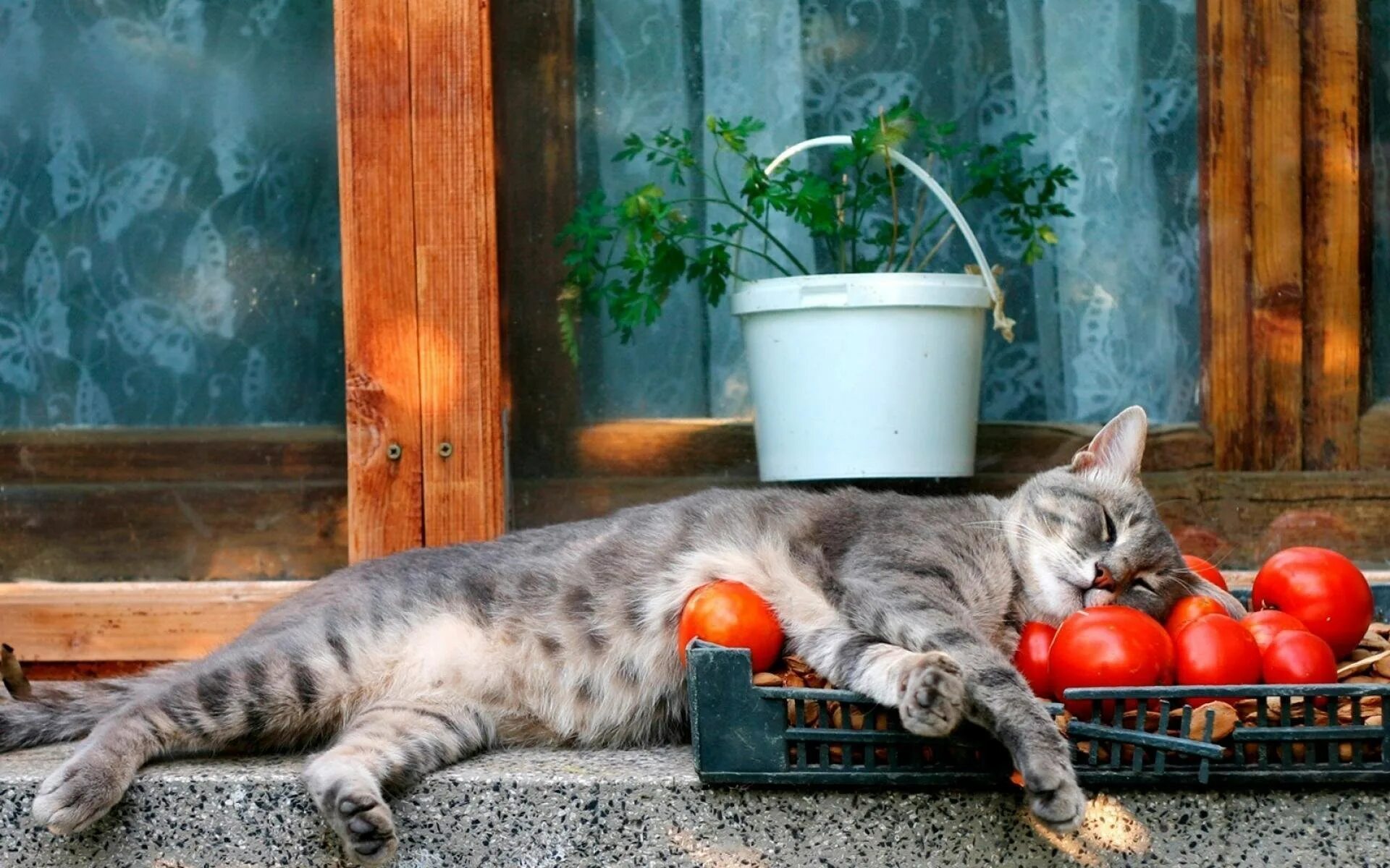 Устала на даче. Кот в огороде. Коты на даче. Кот на даче летом. Деревенские коты.