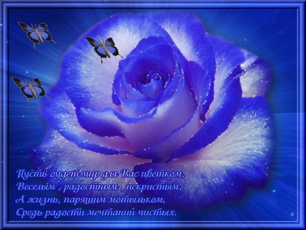Синий день. Синие розы с пожеланиями. Синие живые цветы. Синие цветы с пожеланиями. Синие цветы открытка.