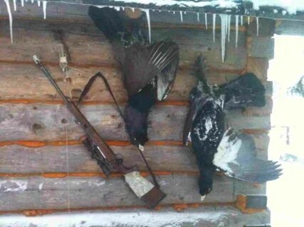 Стреляная дичь