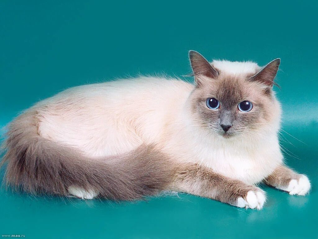 Бирманская кошка. Порода кошек Священная Бирма. Бирма Блю Пойнт. Бирманская полудлинношерстная кошка. Бирманец кошка