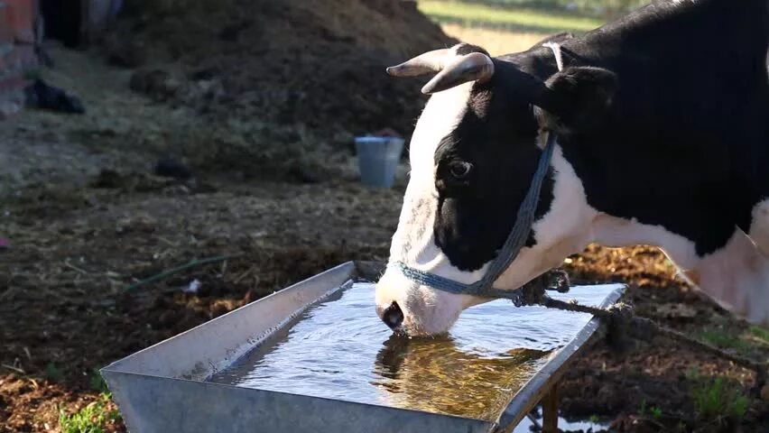 Корова пьет. Корова пьет воду. Пойло для коровы. Водопой скота. Корова плохо пьет