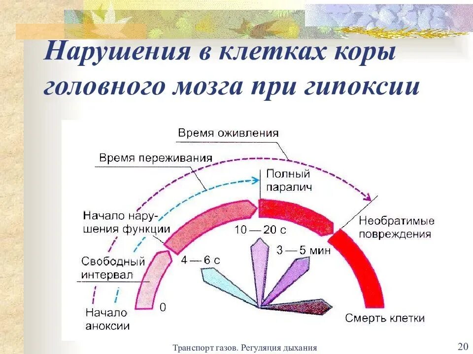 Гипоксия коры головного мозга. Клетки головного мозга функционируют в состоянии тканевой гипоксии. Кислород в головном мозге. Кислородное голодание коры головного мозга наступает в течение. Гипоксия мозга у взрослого лечение