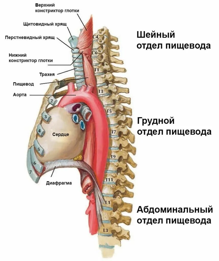 Пищевод и трахея человека. Трахея и пищевод. Анатомия трахеи и пищевода. Трахея и пищевод расположение. Строение пищевода и трахеи человека.