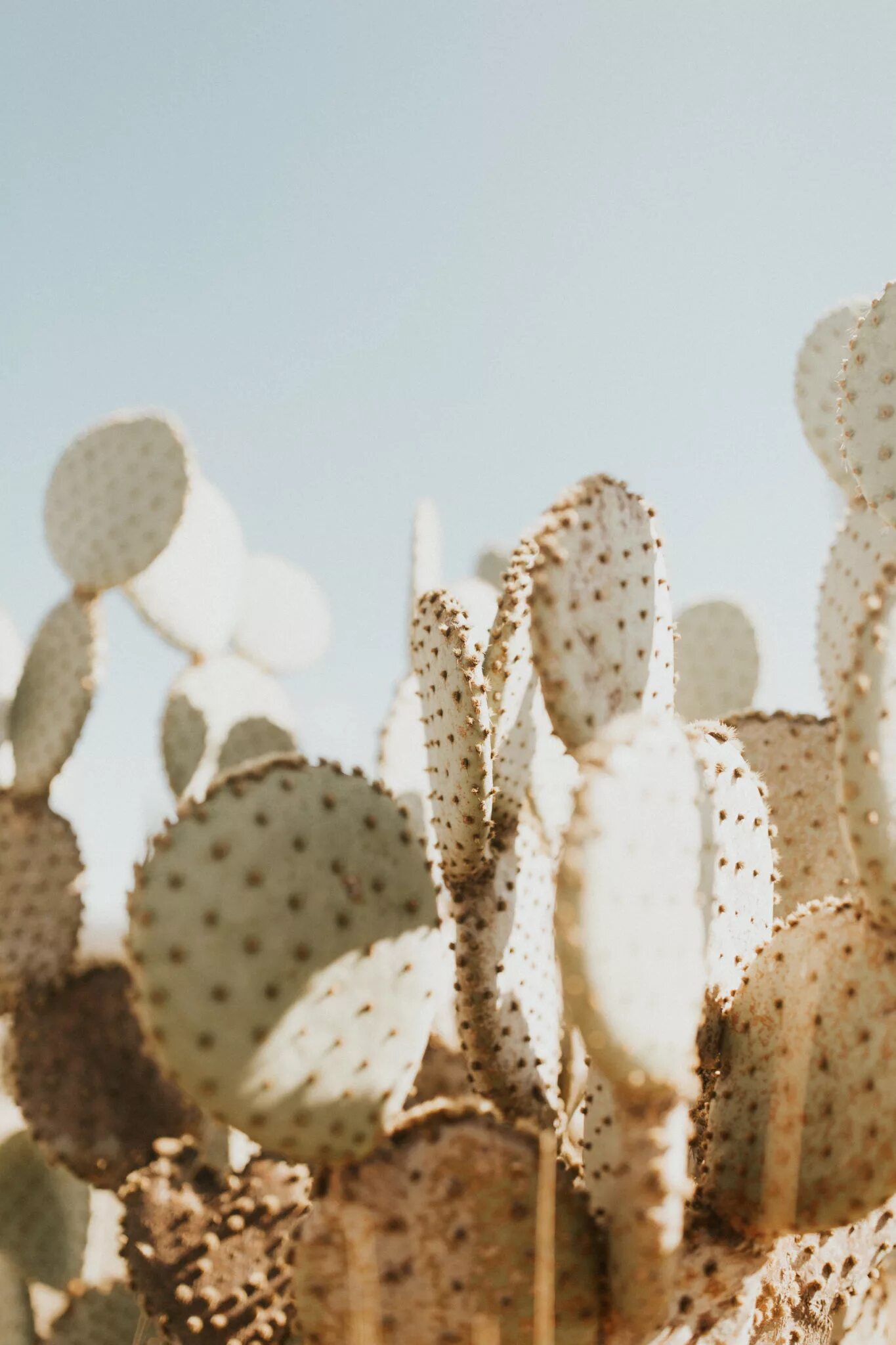 Cacti бренд. Бежевый Кактус. Рабочий стол бежево-мятных Кактус. Cactus Fan Harmony in Desert толстовка. Desert Pear.