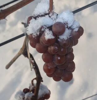 Лоза зима
