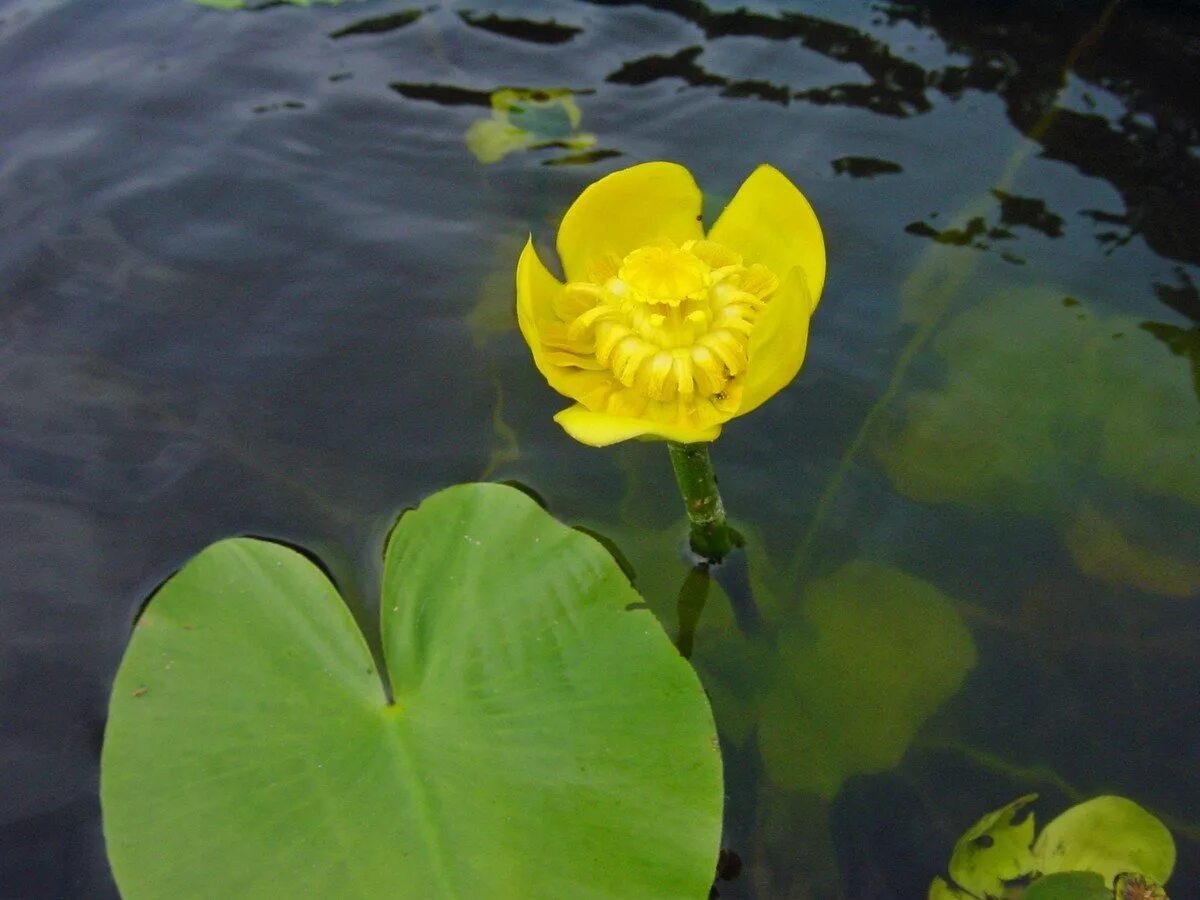 Кубышка желтая водяная Лилия. Кубышка (Nuphar). Кубышка желтая (Nuphar lutea). Кубышка жёлтая - Nuphar luteum,. Желтая кувшинка на воде