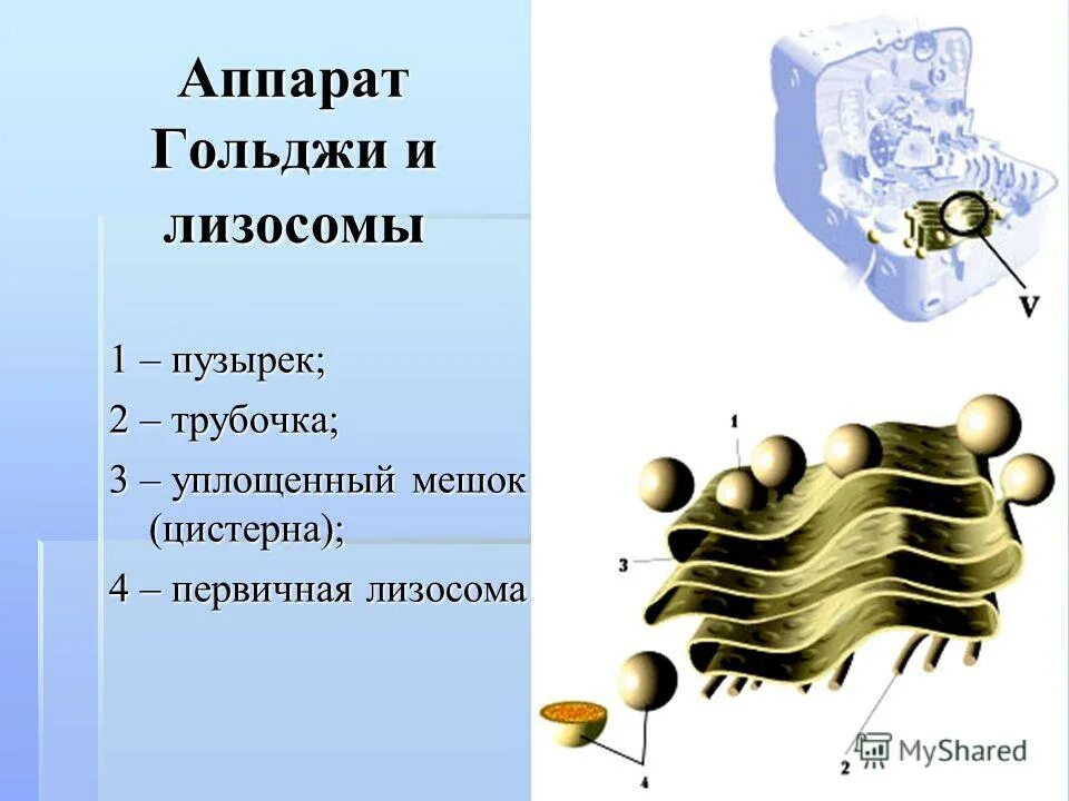 строение лизосомы 8 класс биология. рибосомы и лизосомы. аппарат гольджи синтез лизосом. аппарат гольджи (комплекс гольджи). мембранные органеллы клетки (лизосомы, строение и функции).