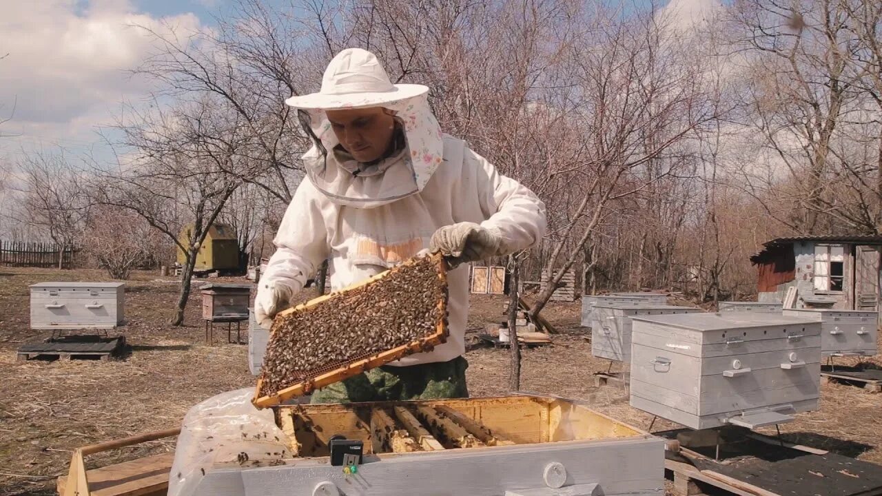 Пчелы весной после зимовки. Весенняя ревизия пчелиных семей. Пасека весной. Пчеловоды весной. Весенний облет пчел.