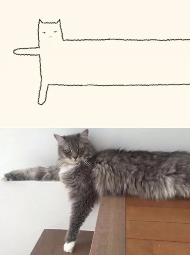 Включи следующего кота