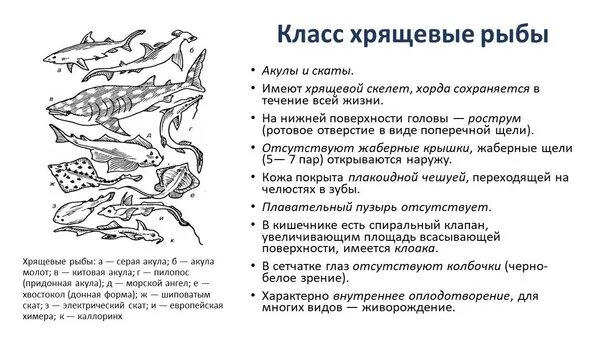 Особенности класса хрящевые рыбы. Общая характеристика класса рыб биология 7 класс. Общая характеристика хрящевых рыб 7 класс биология. Хрящевые костно хрящевые костные рыбы. Хрящевые рыбы отряды таблица биология.